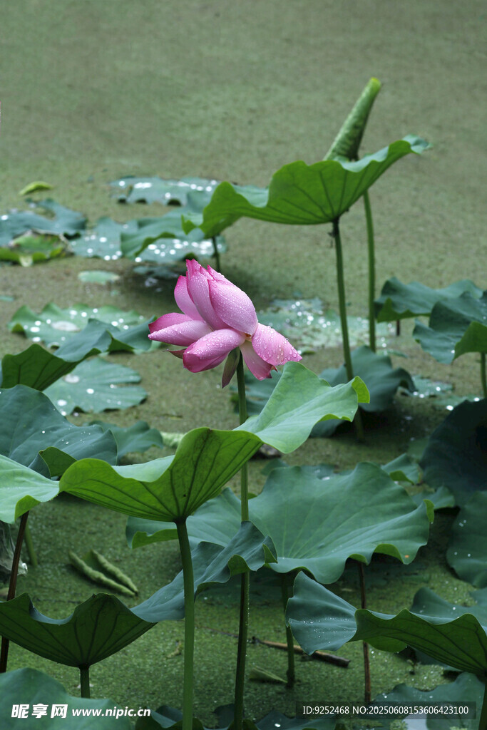 莲花 