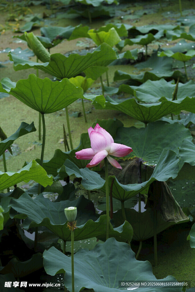  雨荷