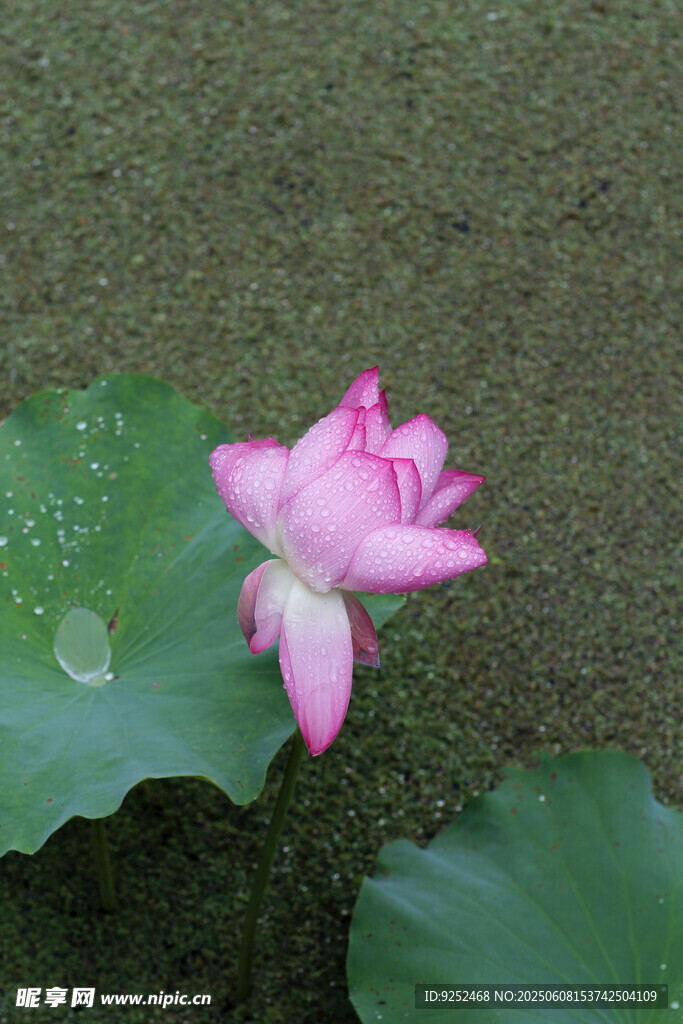 红莲 