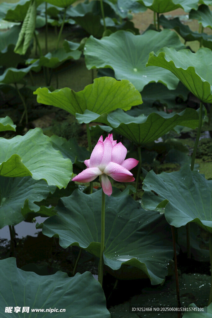 莲花 