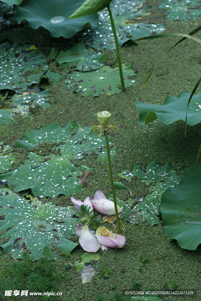 莲蓬
