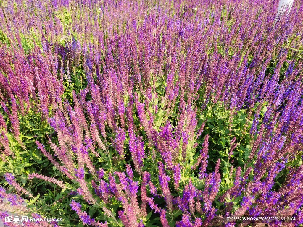 紫色薰衣草花海美景