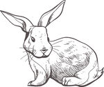 素描兔子憨态可掬