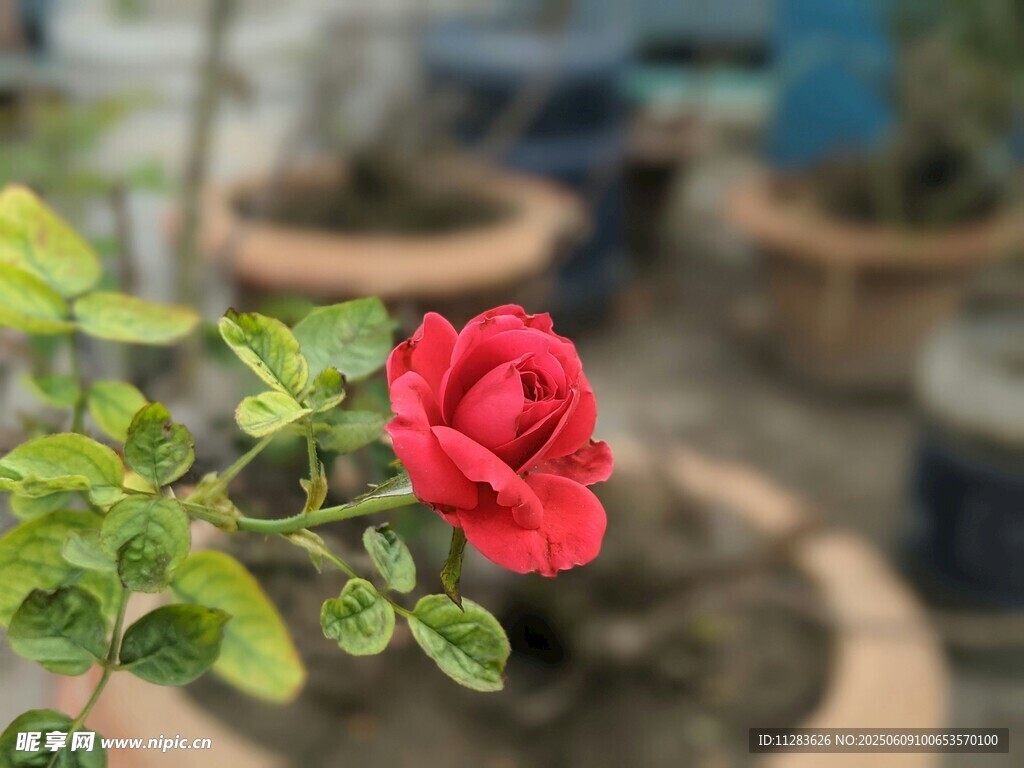 娇艳月季花绽放绿叶间