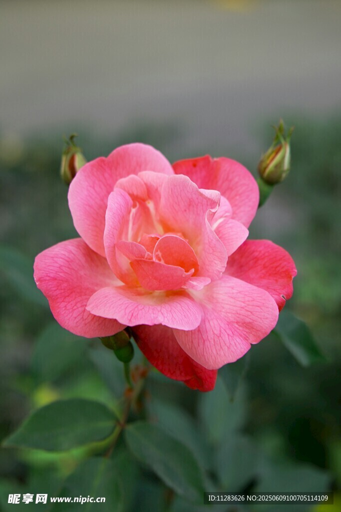 娇艳粉色月季花绽放