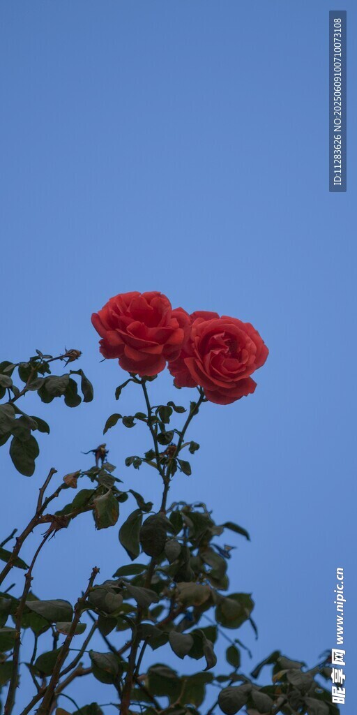 蓝天映衬下的娇艳月季花