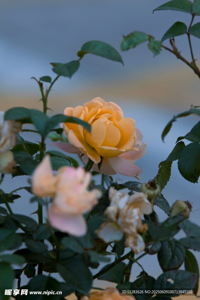 娇艳黄粉月季花绽放