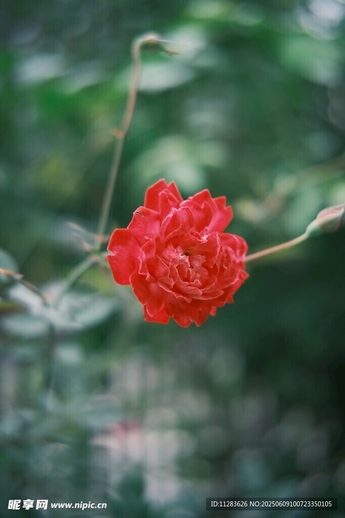 娇艳月季绽放枝头