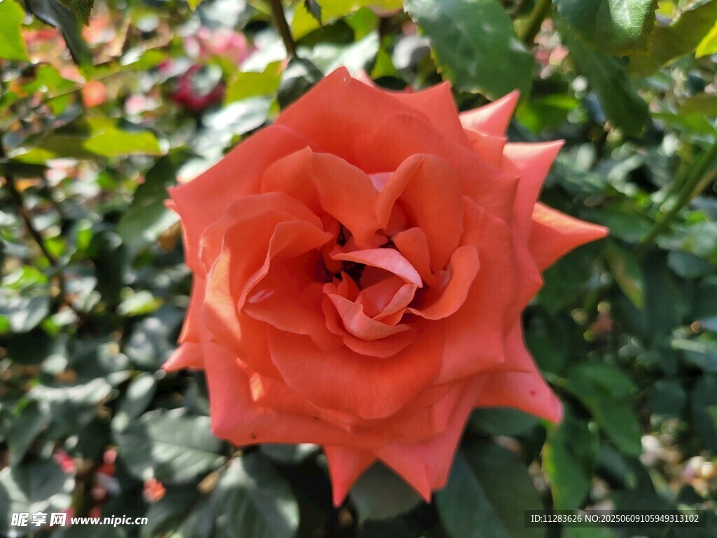 橙红色月季花绽放