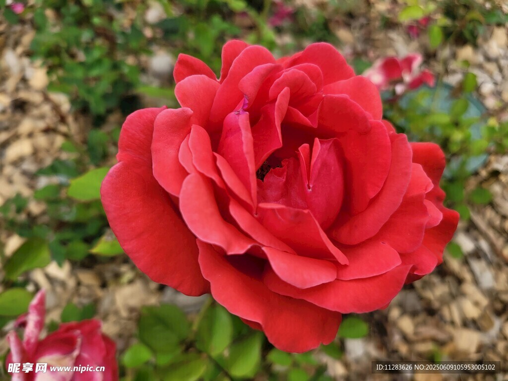 娇艳月季花