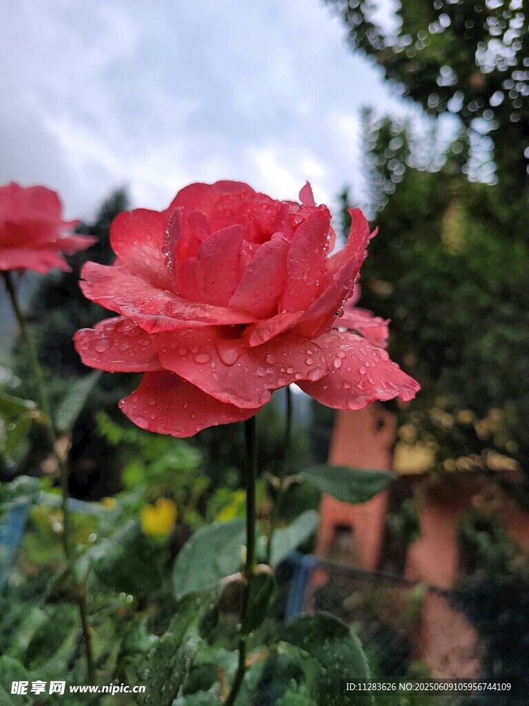 月季花