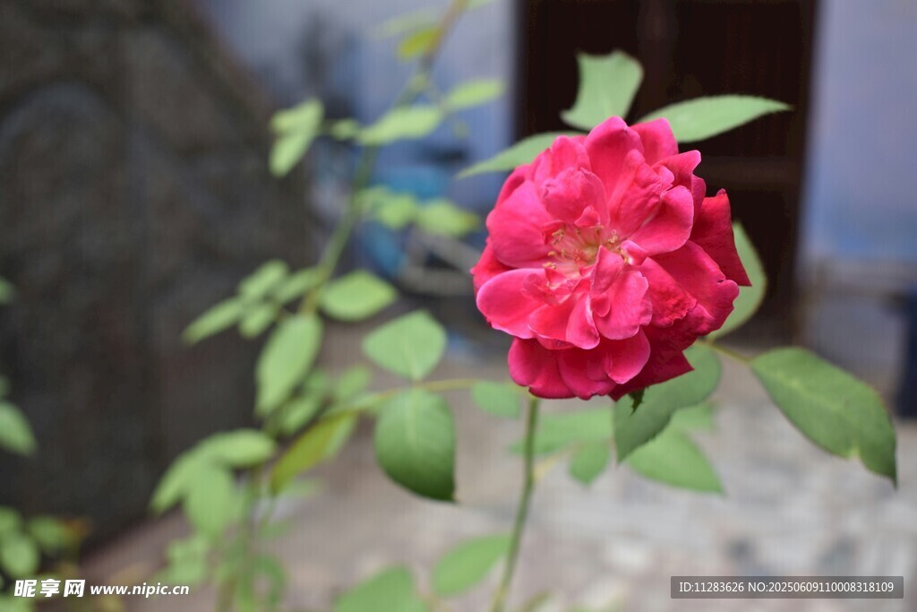 月季花