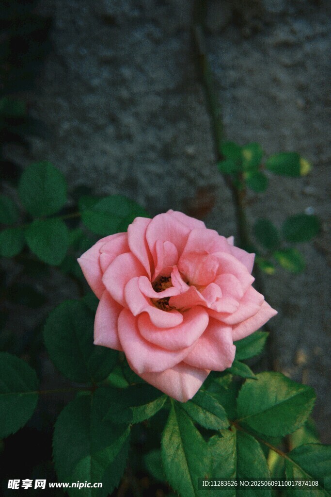 娇艳粉色月季花绽放