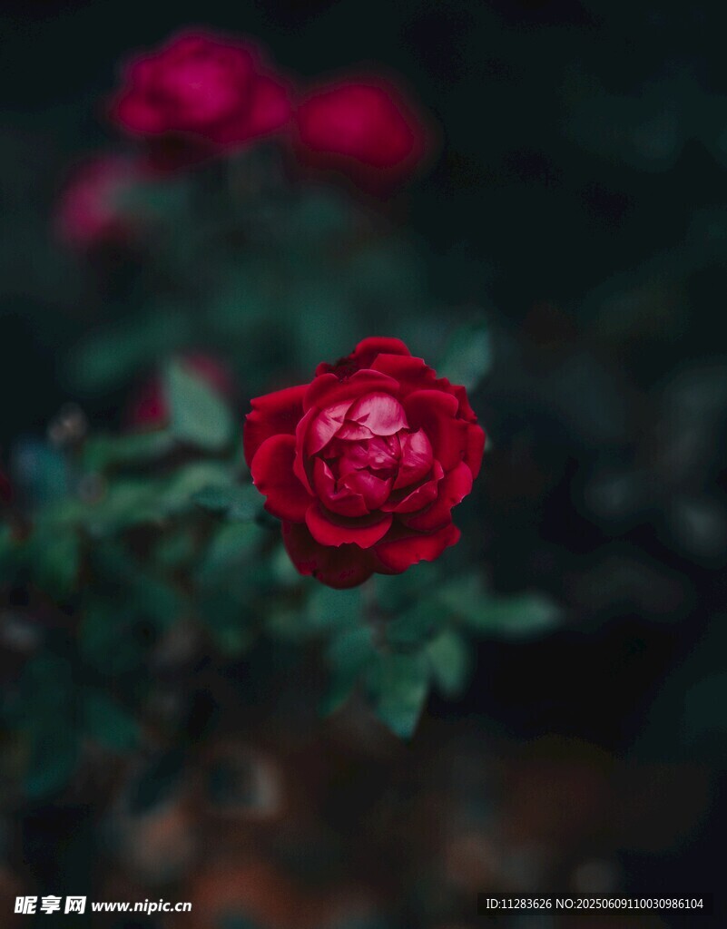 月季花绽放瞬间