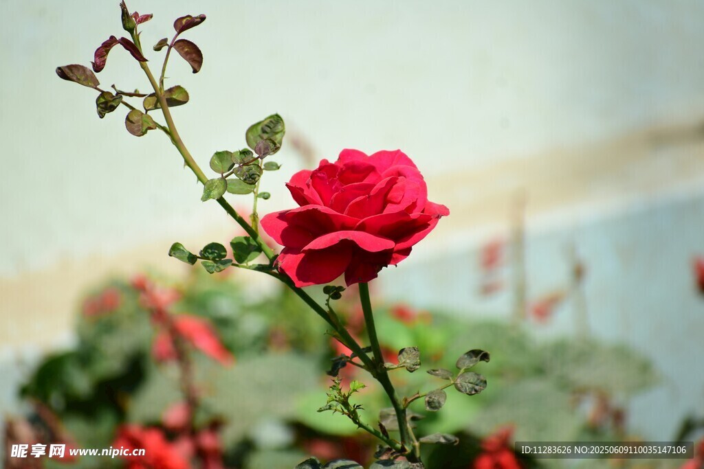 月季花绽放于花丛