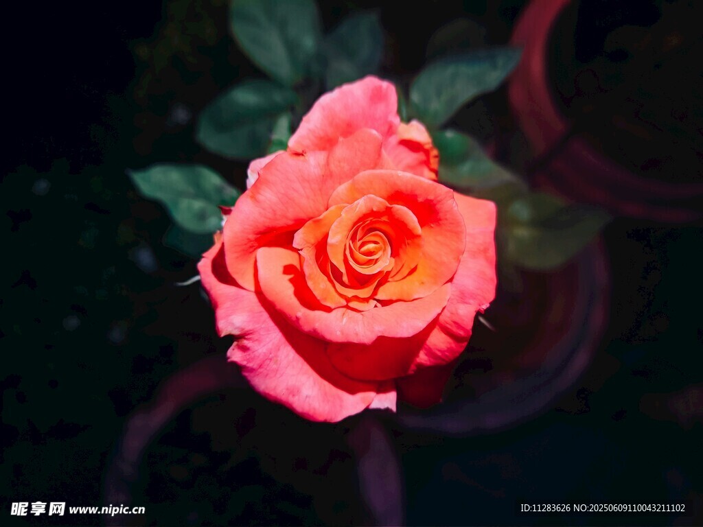 月季花特写