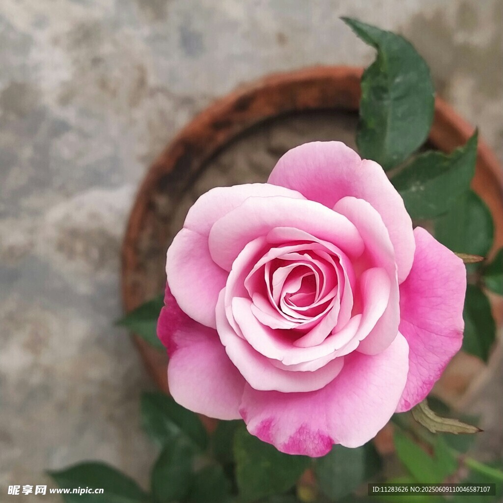 粉色娇艳月季花特写