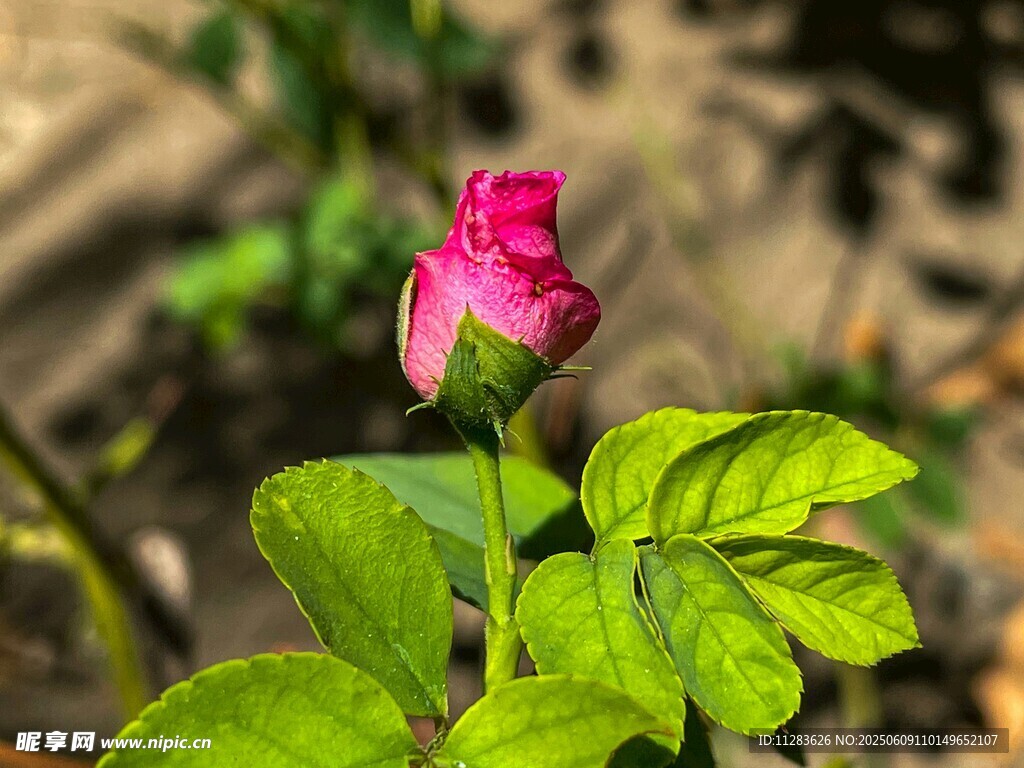 娇艳欲滴的粉色玫瑰花苞