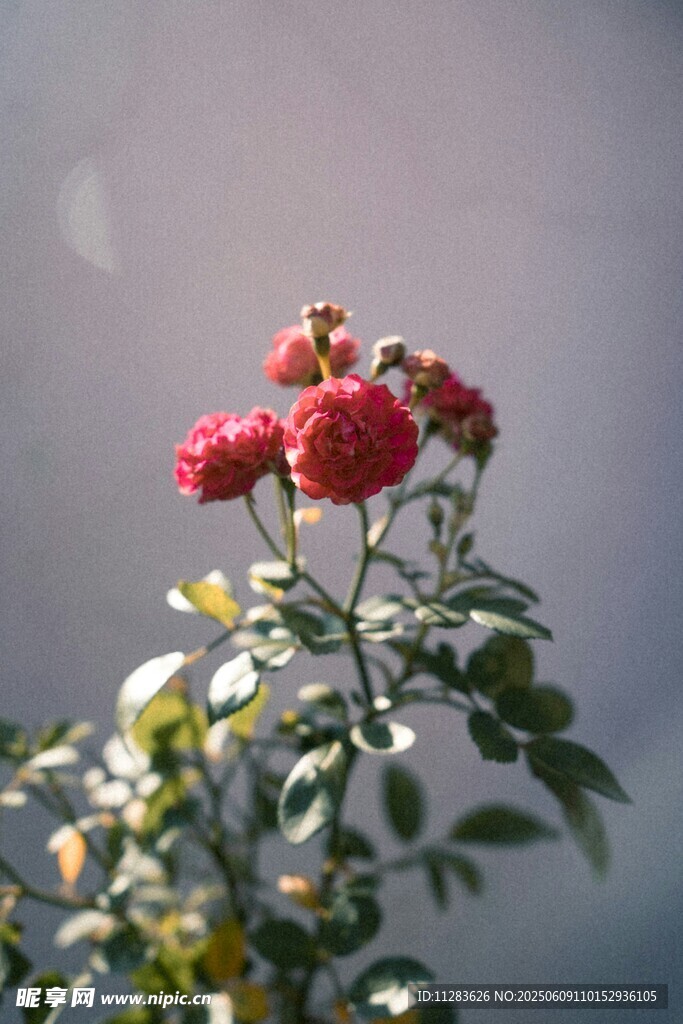 月季花绽放枝头