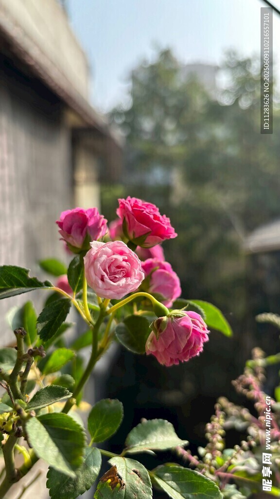 娇艳绽放的粉色月季花