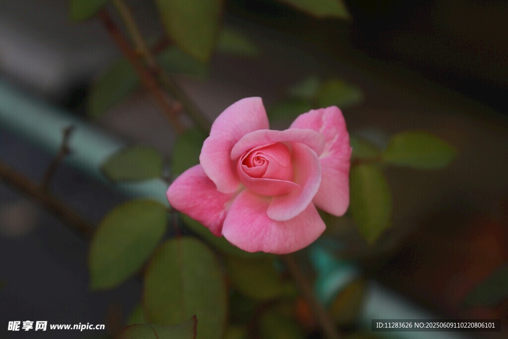 娇艳粉色月季花特写