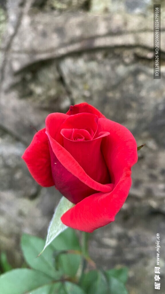 娇艳红玫瑰特写