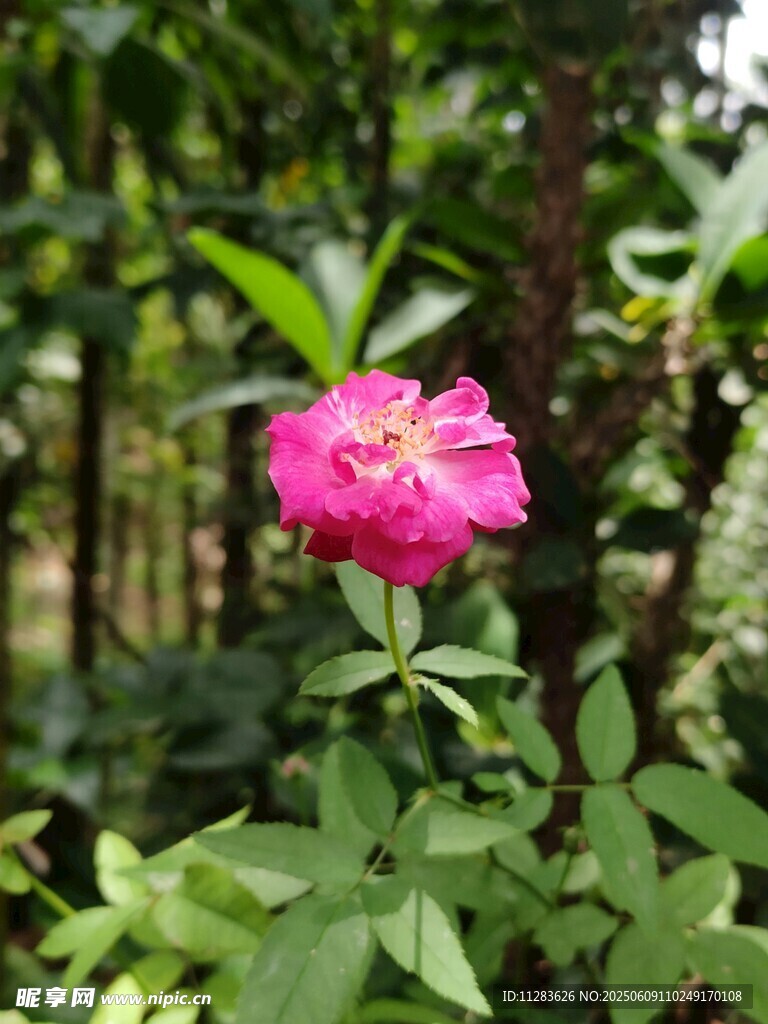 娇艳蔷薇绽放于绿意间