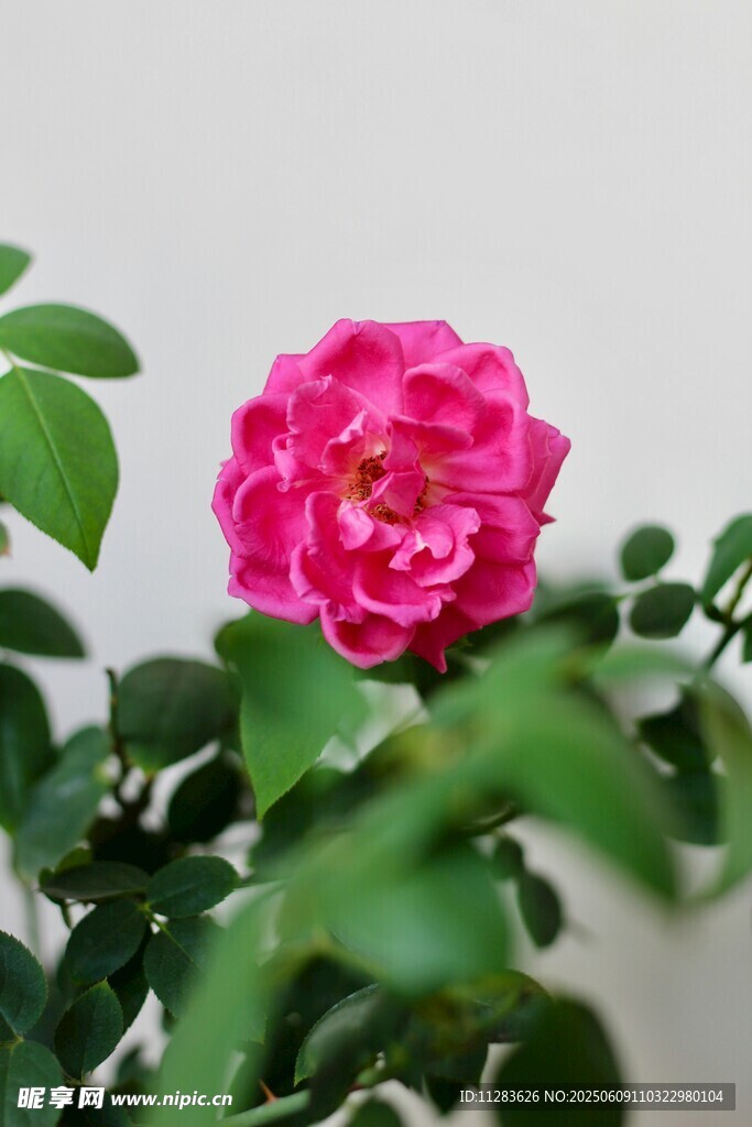 娇艳粉色月季花特写