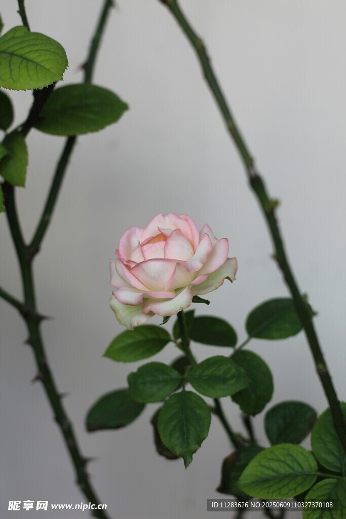 粉色娇艳月季花特写