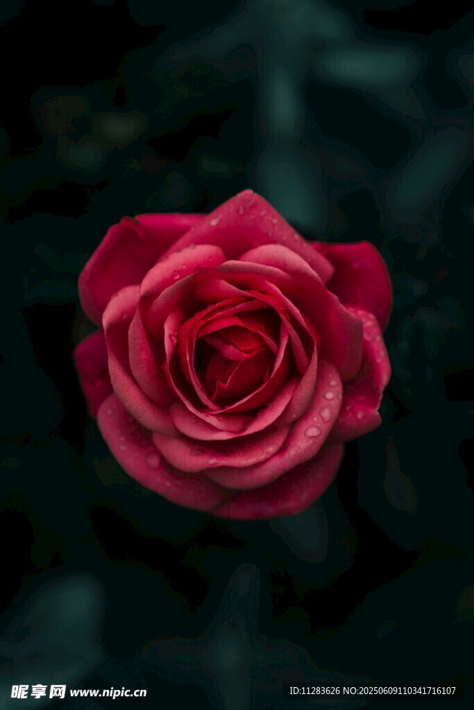 娇艳月季花