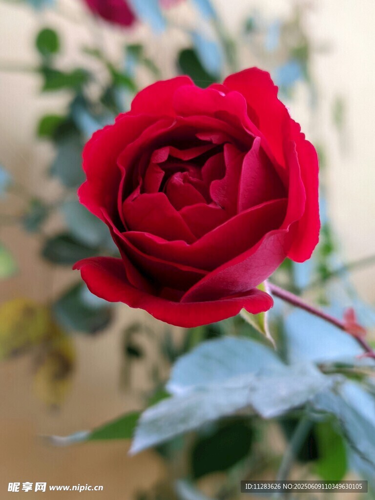娇艳红玫瑰特写