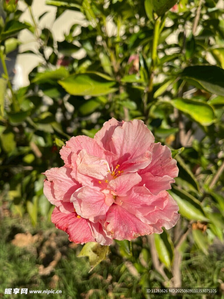 娇艳粉色木槿花绽放