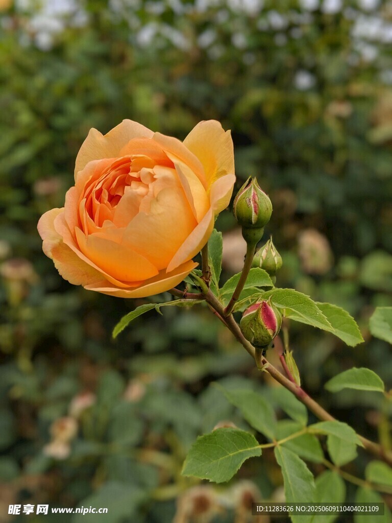 橙黄月季花放于绿叶间