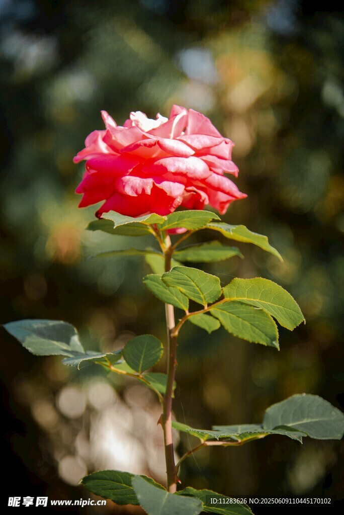 月季花