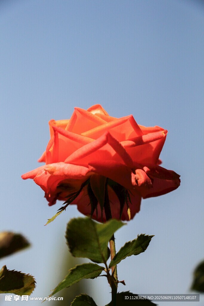 阳光下的艳丽月季花