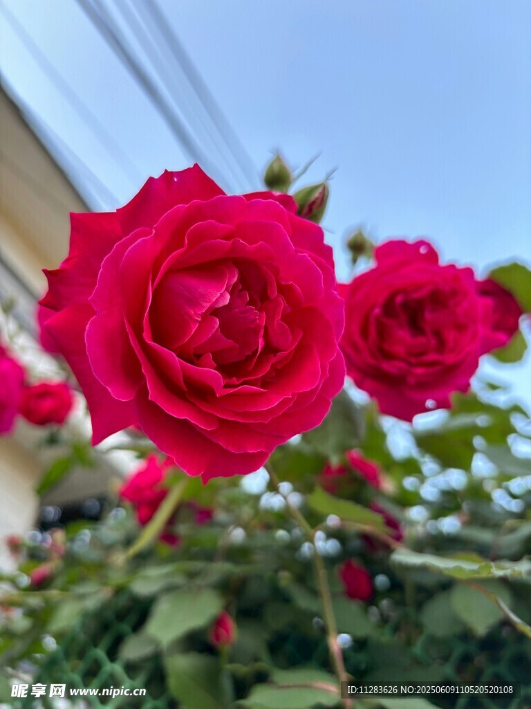 娇艳月季花