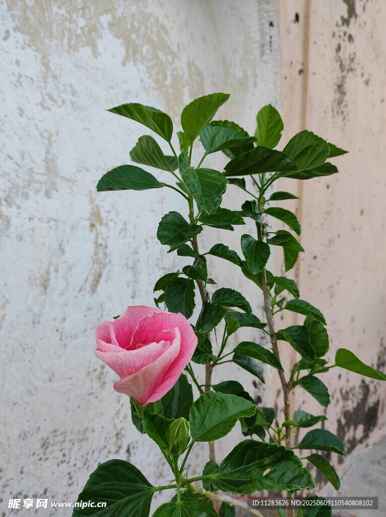 月季花