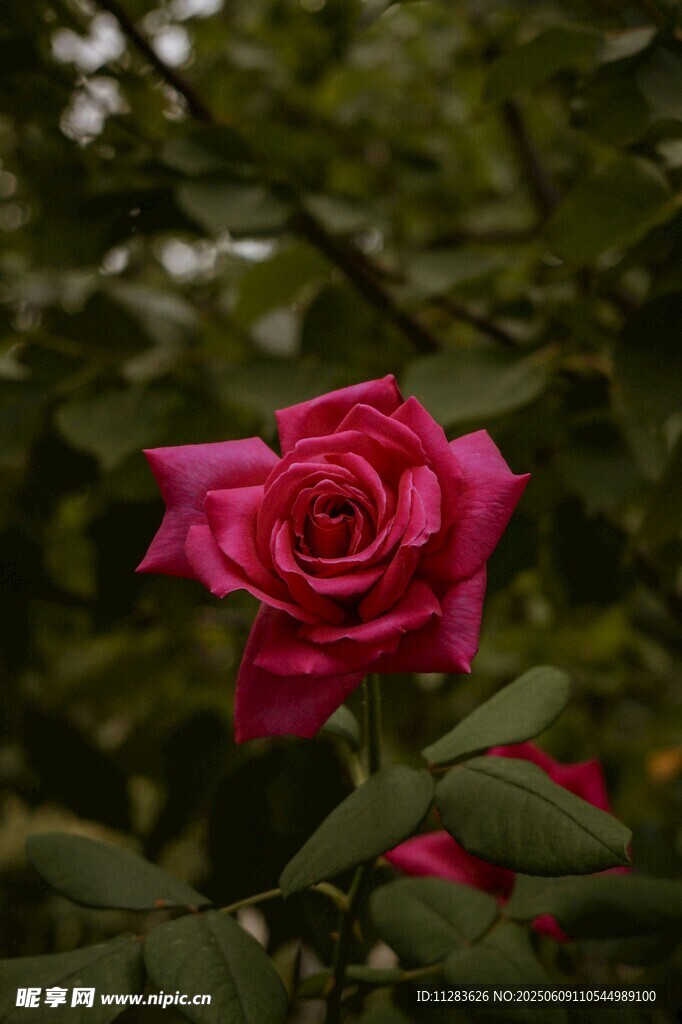 娇艳红月季花绽放绿叶间