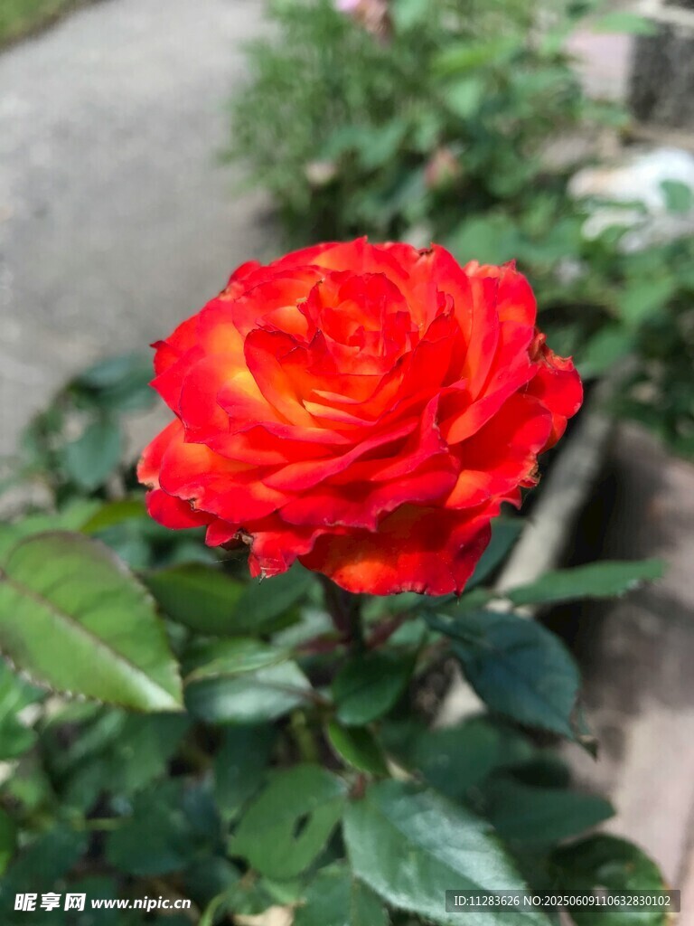 娇艳红玫瑰绽放绿叶间