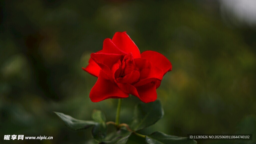 娇艳红月季花