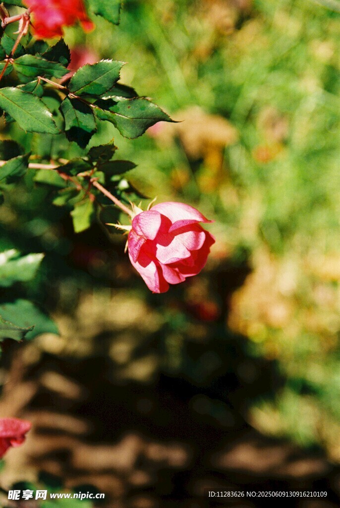 娇艳月季花