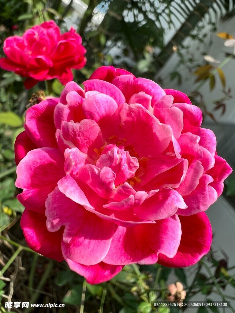 娇艳盛开的粉色月季花