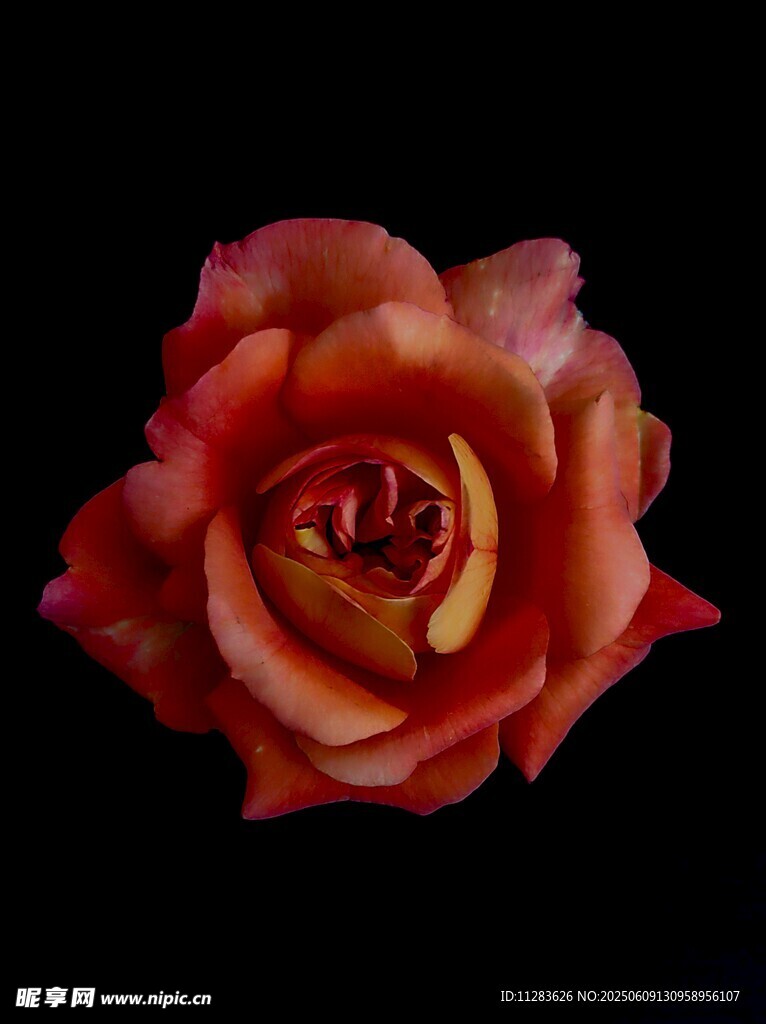 橙红色月季花