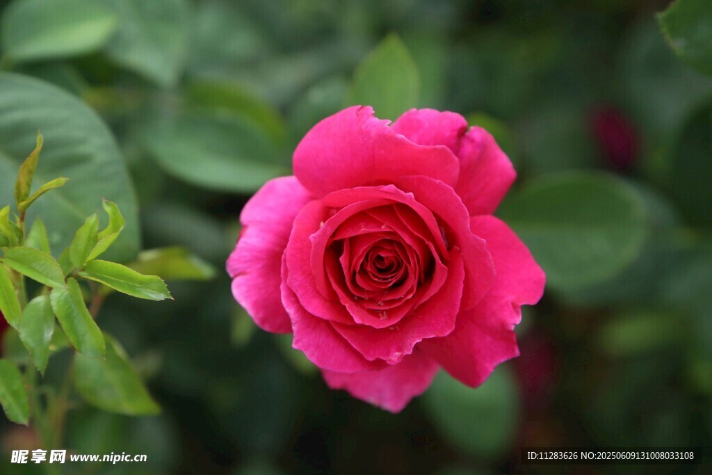 粉红色月季花