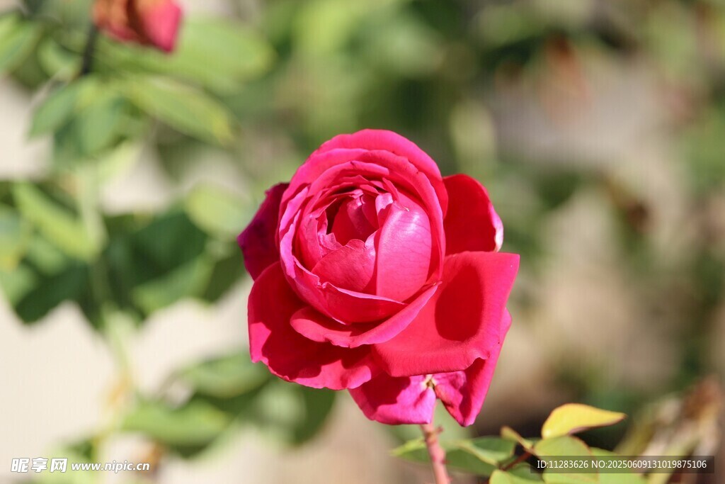 娇艳月季花