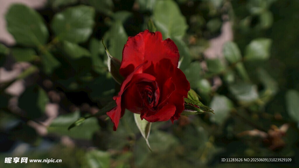 娇艳月季花