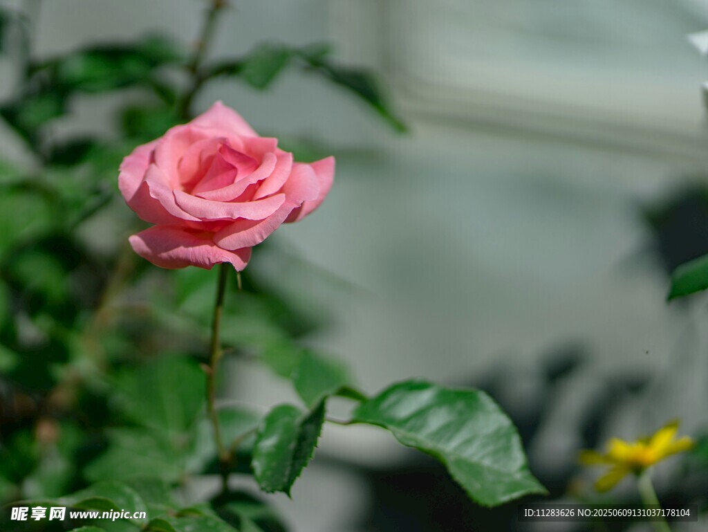 娇艳粉色月季花