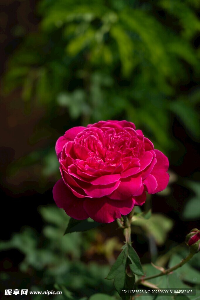娇艳月季花