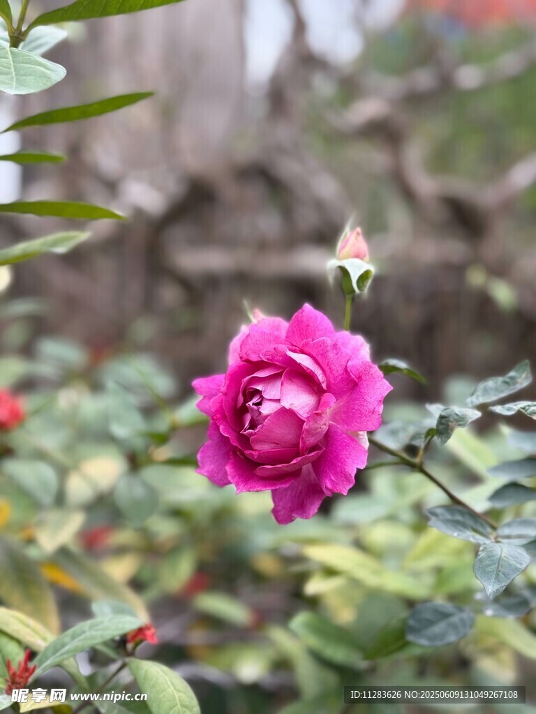 娇艳月季花