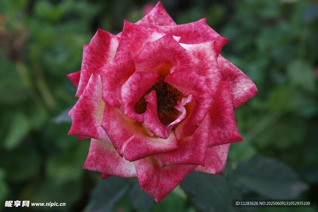 娇艳双色月季花